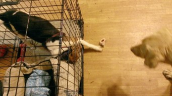 Ginger has one leg clear out of her crate, trying to reach Charlie's bone.