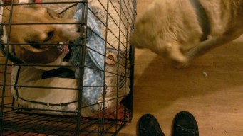 Ginger is in her crate with her bone, Charlie is looking at the bone, probably planning his next move.