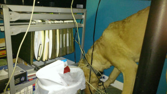 Charlie, under Lura's desk pushing the printer stand out of the way to get at something,