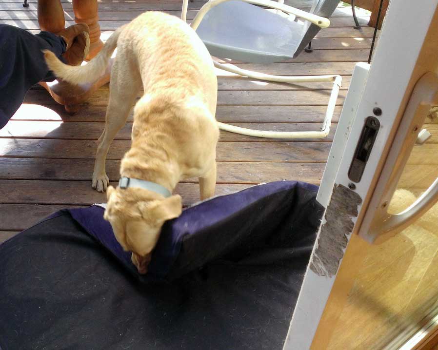 Charlie trying to shake his bed apart.