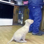 Picture of small Chesapeake puppy sitting behind a man who is working at a kitchen counter. The dog is giving all his attention to the man.