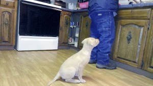 Picture of small Chesapeake puppy sitting behind a man who is working at a kitchen counter. The dog is giving all his attention to the man.