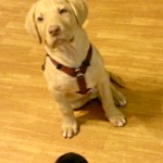 Photo of baby Charlie sitting at Lura's feet. He looks serious, as if he is thinking.