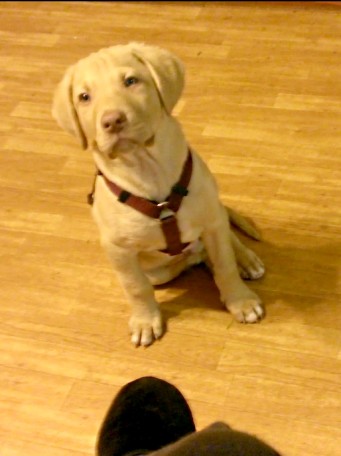 Photo of baby Charlie sitting at Lura's feet. He looks serious, as if he is thinking.