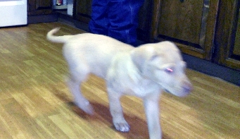 Picture of Charlie running through kitchen so fast he is just a tan blur.