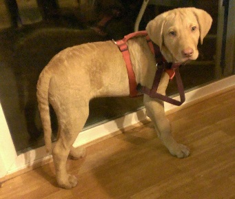 Charlie standing next to the back door looking worried.