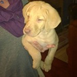 Cute, calm Chesapeake Bay Retriever puppy