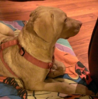 Charlie sitting on his blanket.