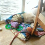 Charlie is napping with his head on a pile of squeaky toys, bones, and rubber chewies