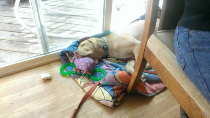 Charlie is napping with his head on a pile of squeaky toys, bones, and rubber chewies