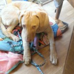 Charlie chewing on his leash, looking a little guilty