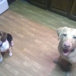 Ginger and Charlie eagerly awaiting their treats with very happy faces