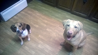 Ginger and Charlie eagerly awaiting their treats with very happy faces