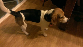 Picture of Ginger the beagle wagging her tail.