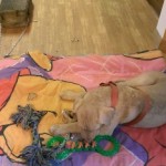 Picture of Charlie pouting on his blanket while tethered to the cinder block.