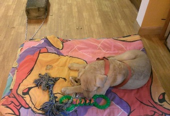 Picture of Charlie pouting on his blanket while tethered to the cinder block.