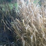 Charlie, barely visible in a stand of dead grass.