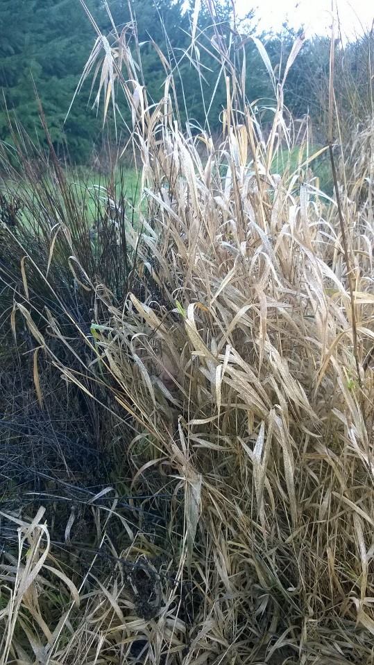 Charlie, barely visible in a stand of dead grass.