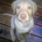 Charlie at 8 weeks old is only about 10 pounds and has big blue eyes. He looks like a funny little elf in this picture because his nose is too big for his body and his skin is a little baggy.