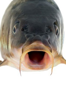 Close up of carp face.