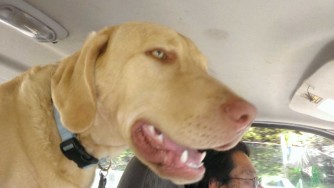 Charlie is leaning his head over the back seat. In the background, you can see Tim driving.