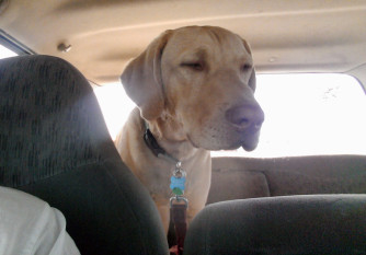 Charlie, looking over the back seat with a smug expression.