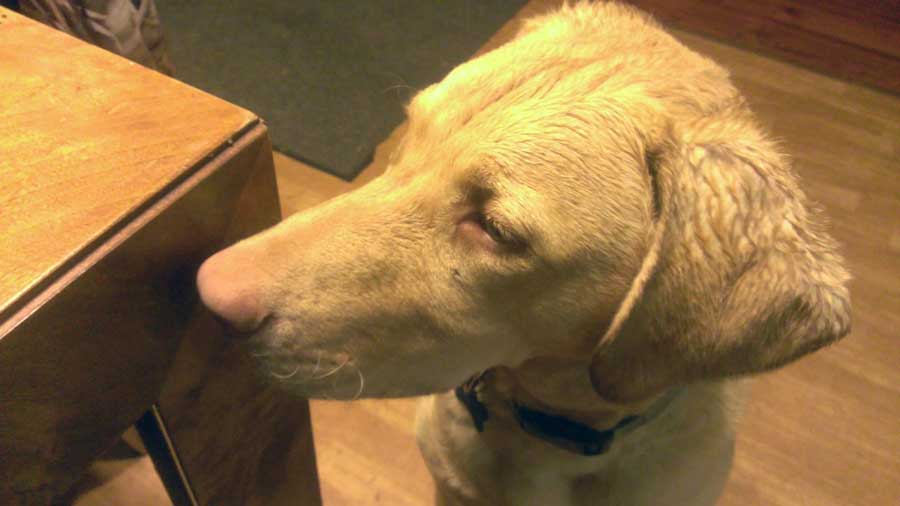 Charlie sitting alertly next to the corner of the table.