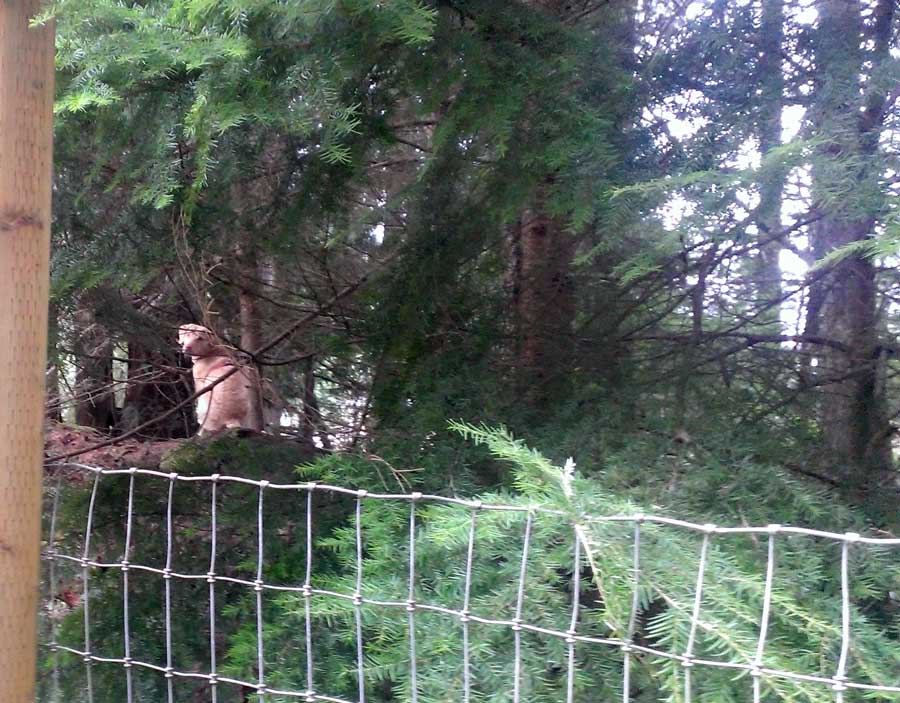 Charlie sitting on a fallen log under thick tree cover.